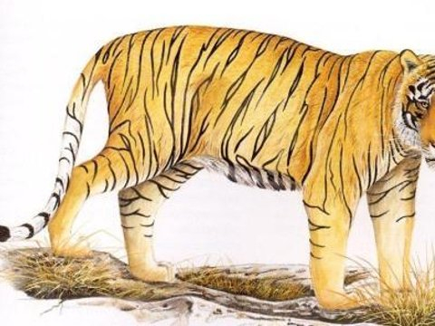 性格积极大气，赚钱格外顺利，一年四季都走运的四种生肖