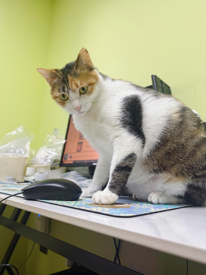 网友晒萌娃趣照调侃太皮随爸