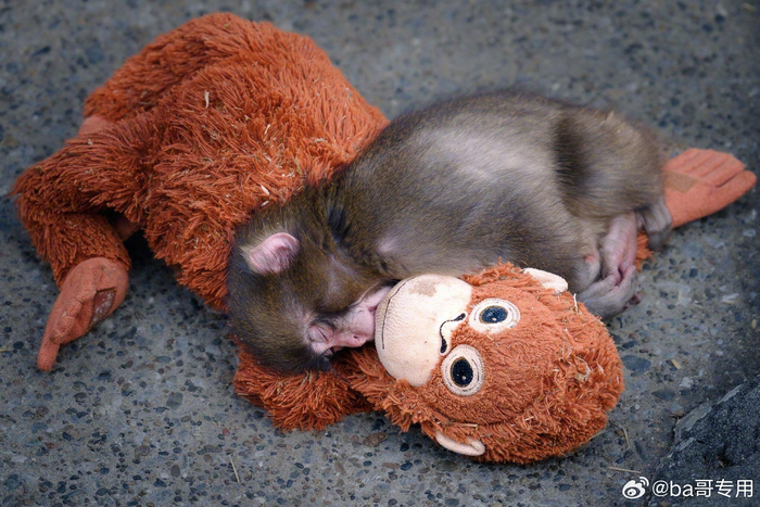 日本小猴Punch与玩偶形影不离，工作人员喂养长大