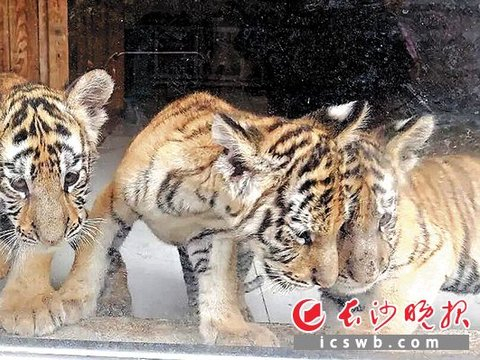 陪三只小老虎遛弯晒太阳